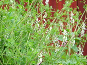 Fumitory