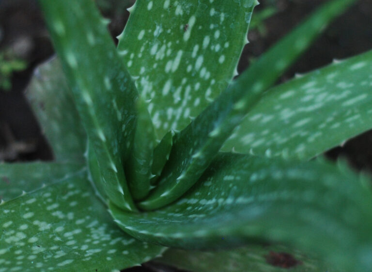 Aloe Vera