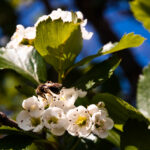 Hawthorn