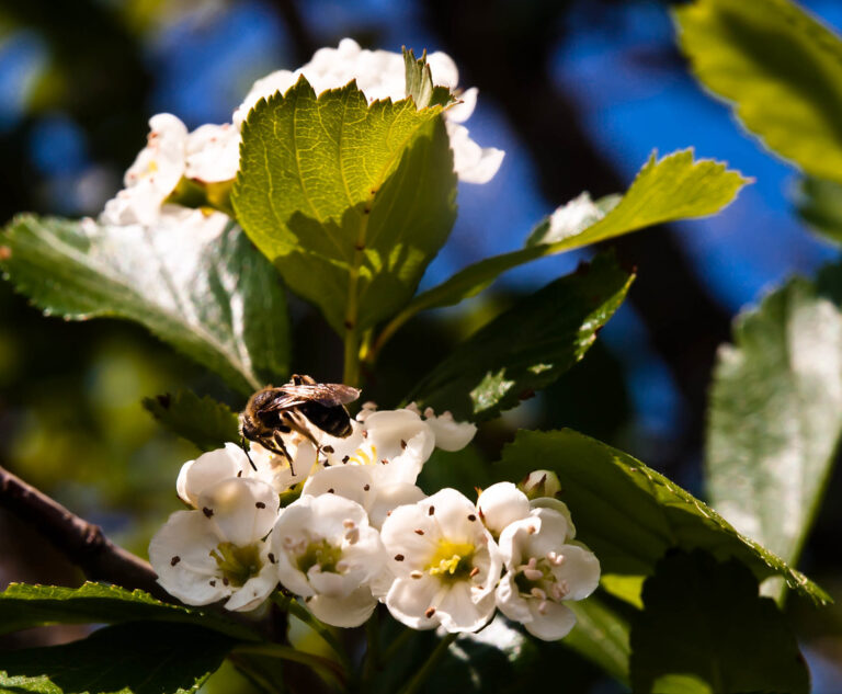 Hawthorn