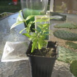 Lemon Verbena