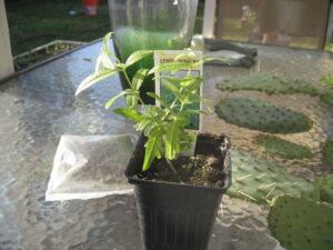 Lemon Verbena