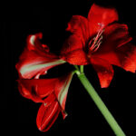 Red Vine
