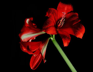 Red Vine