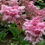 Meadowsweet