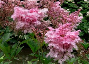 Meadowsweet