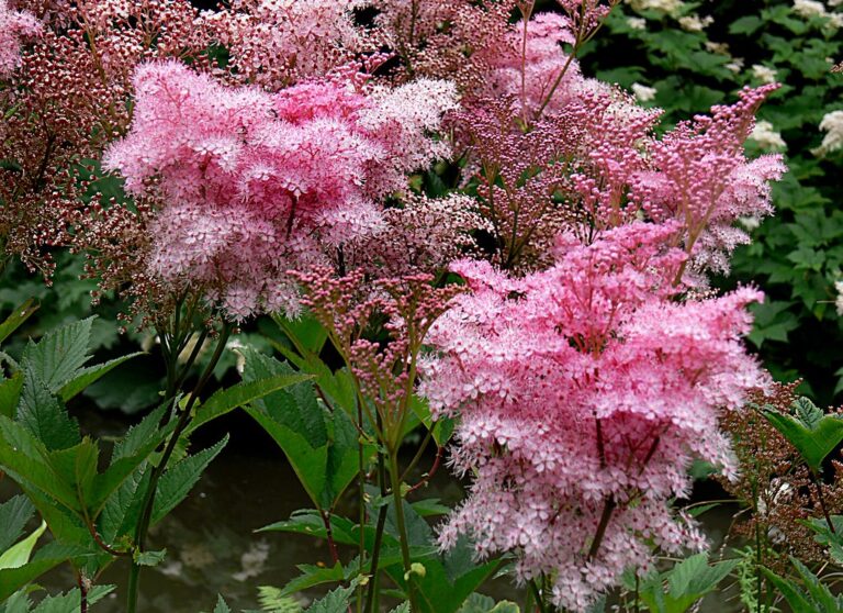 Meadowsweet