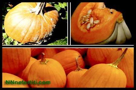 Pumpkin Seed