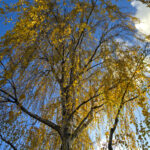 Birch