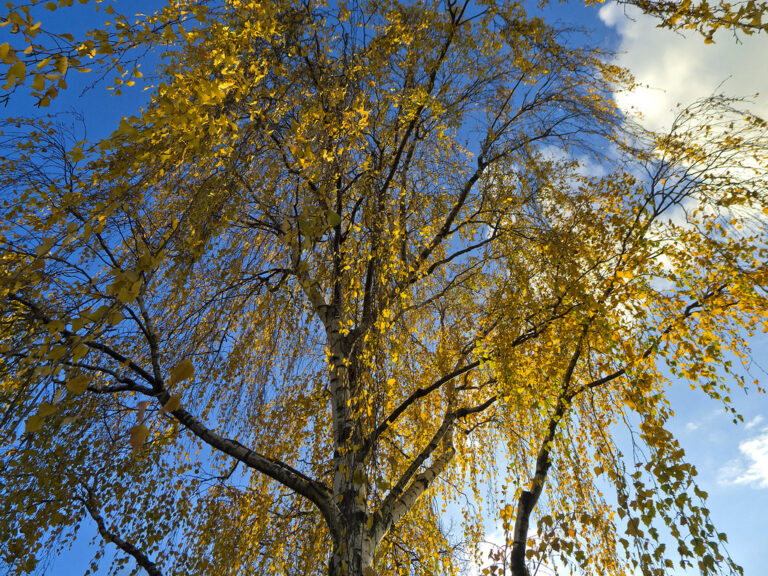 Birch