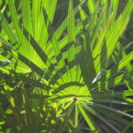 Saw Palmetto