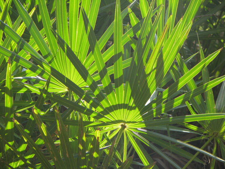 Saw Palmetto