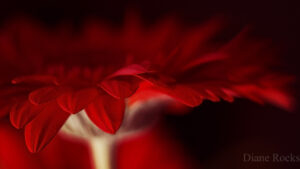 Black Seed