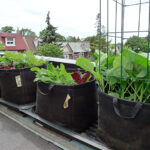 Black Radish