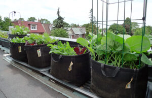 Black Radish