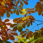 Horse Chestnut