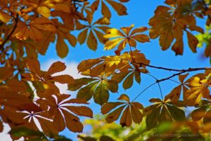 Horse Chestnut