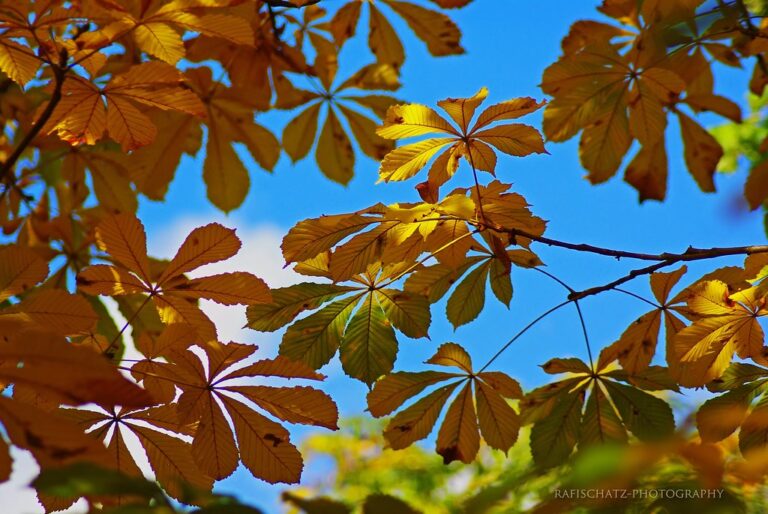 Horse Chestnut