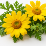 Chrysanthellum
