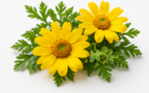 Chrysanthellum