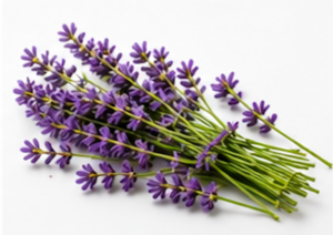 Spike Lavender