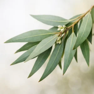 Eucalyptus Radiata