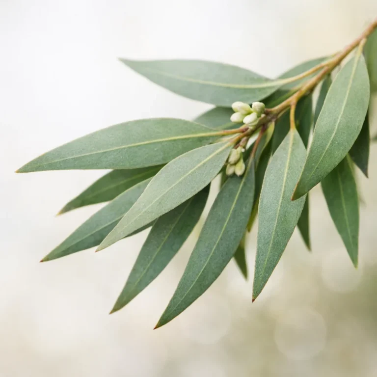 Eucalyptus Radiata